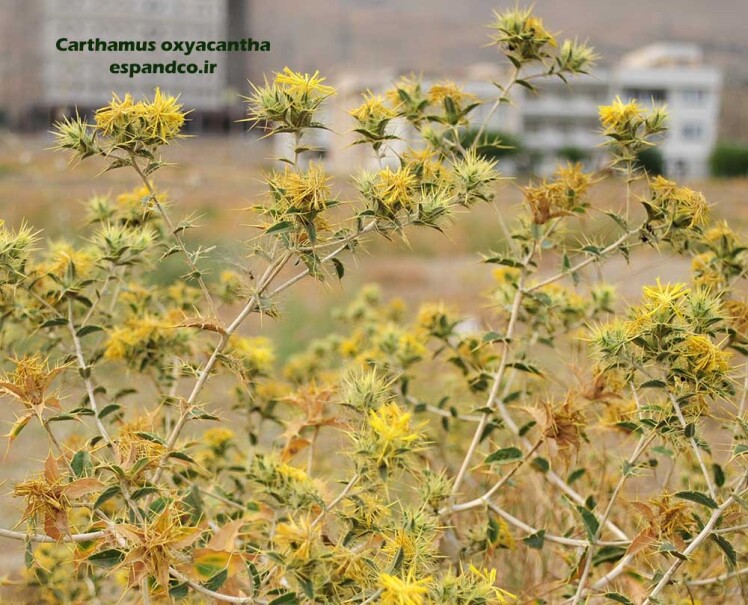 گلرنگ وحشی
